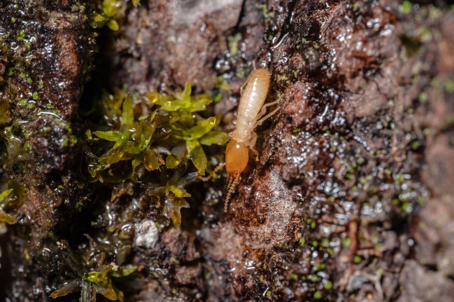 Termite activity on the woodpile by the garage