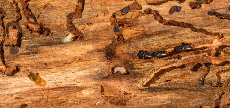 Termite galleries in the garage door frame