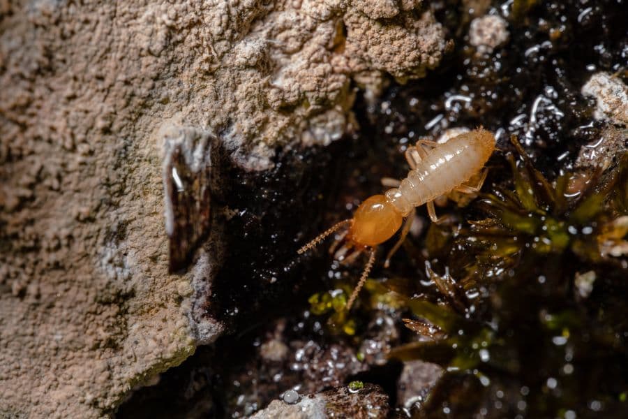 A worker termite found at the sill plate